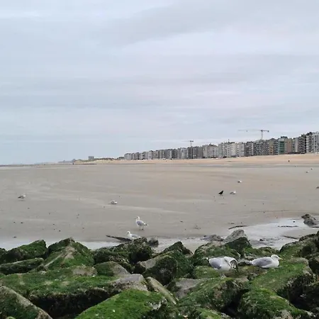 With Sea View Near Belgian Coast 코크시데